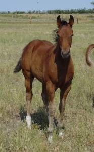 Breeding Stock Chestnut Filly