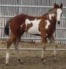 bay overo filly mare