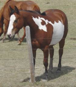 overo Paint mare