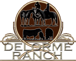 The Delorme Ranch South Shadow Angus, APHA / AQHA Horses is a family ranch operation in Saskatchewan, Canada, producing black angus seed stock from their registered, purebred and commercial black angus herds and breeding Paint, APHA, horses