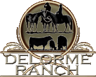 The Delorme Ranch Program; Black Angus Cattle, APHA/AQHA Horses