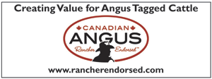Canadian Angus Rancher Endorsed - The Black Angus sired steer calves are tagged with the Canadian Angus Certification Program, CACP "green tags/RFID". Black angus feeder cattle identified with Canadian Angus Beef, branded beef product.
