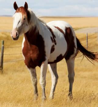 APHA Stallion, Mr Parteebuilt, ranch broke
