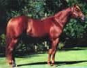 Famous Checkmate Foundation AQHA Quarter Horse Stallion