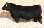 Black Angus Reference Sire DLD Density 8Z