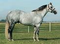 APHA Stallion, Mr Parteebuilt, son of Grand Champion