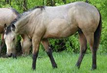 buckskin stud colt, stallion 