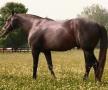 Robins Parteebuilt, APHA stallion, paint stallion