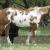 "Halo",  2011 Sorrel Overo Filly
kept for  Ranch Horse /broodmare prospect