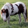 Dam's full brother - our standing stallion, SSAP Cowboyizm