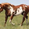 Mr Parteebuilt : Sire of Dam