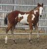 bay overo filly mare