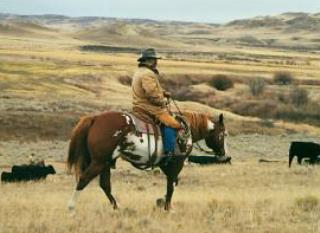 APHA Stallion, Mr Parteebuilt, ranch broke