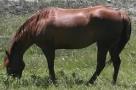 Miss Trixy Fox, Quarter Horse mare