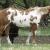 "Halo",  2011 Sorrel Overo Filly
kept for  Ranch Horse /broodmare prospect