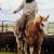 "Glaze",  2000 Sorrel Overo Stallion. One of our Ranch Horses