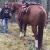 "Boots" 2006 Chestnut Stallion
To Lynda in Alberta, mountain riding and packing.