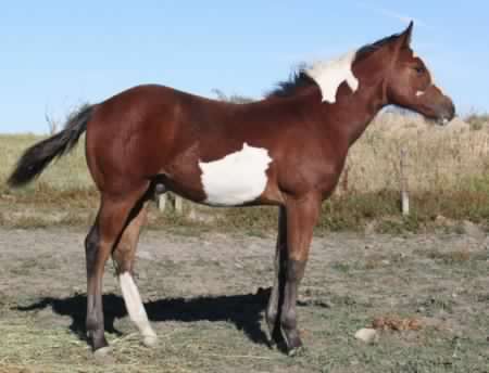 2011 Bay Overo Stallion colt for sale :: APHA Paint Horses, foals for sale APHA