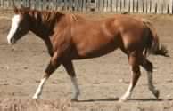 APHA horses, ranch horses, Paint horses, horse sales, horse auctions, horses for sale, AQHA horses for sale, APHA horses for sale, foals, horses, breeding, stallions, mares, broodmares, brood mares, paint mares, paint broodmares, quiet temperment, geldings, chestnut, sorrel, brown, bay, gelding, foundation, bloodlines, foundation bloodlines, pedigree, paint breeders, apha breeder, mr robin boy, robin boy, painted robin, riding horses, trail horse, tobiano, overo, tovero, horse, paint, Horse Classifieds Ads, horse sales, horse for sale, APHA, American Paint Horse Association, American Quarter Horse Association, speed index, JC, jockey club, ROM, Superior, World Champion, performance points, SI, S I, Register of Merit, heading horses, heeling horses, heading and heeling horses, calf roping, calf-roping, rodeo, Paint Horses for Sale, paints for sale, horse ads, horse directory, horse classifieds, horse breed, aqha, apha, stallion, stud, studs, Saskatchewan, Sk, Sask, Canada, Canadian, horse auction, horse production sales, paint horse production sale, apha production sale, paint production sales, horse sale catalogues, south country production sale, south country horse breeders sale, south country horse sale, livestock auctions, horse auctions, agriculture, western canada, horse production sale, performance horses, Paint APHA breeders, APHA Paint horses, APHA cutting horses, Paint ranch horses, APHA rope horses, apha colts, colts, paint colts, fillies, apha fillies, paint fillies, breeding stock, Breeding, raising, training, registered Paint Horses in Canada, Ranch raised horses, pleasure riding,  reining, cutting, roping, working cow horse, breeding stallion, ranch raised, ranch-raised, futurity prospects, working cowhorse, APHA show prospects, paint show horses