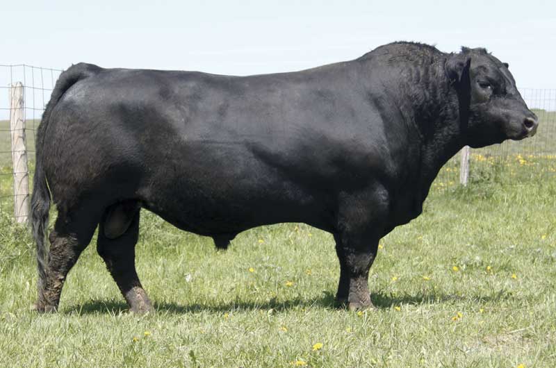 Image result for Black Angus Bulls
