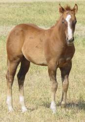Pictures of Paint horses for sale. Chestnut stallion, Paint stud colt, 2005 paint foals
