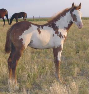 Pictures of Paint horses for sale. Sorrel Overo Filly, Paint filly for sale, 2005 paint foals