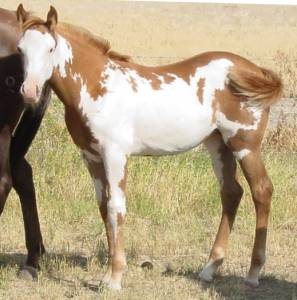 Pictures of Paint horses for sale. Sorrel Overo Filly, Paint filly for sale, 2005 paint foals