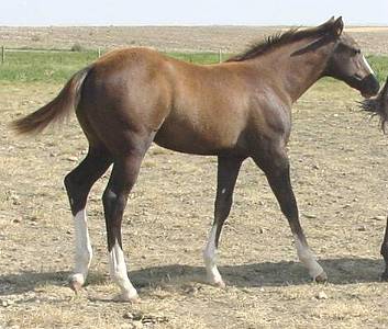 gray stallion for sale