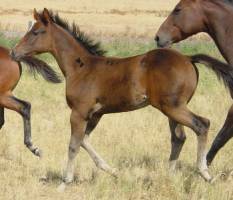 BROWN FILLY