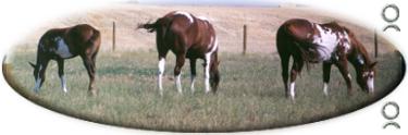 ranch broke geldings for sale, stock horses, cow horses, horses, ranch horses, APHA Paint horses, APHA cutting horses, APHA ranch horses, APHA rope horses, in ca, performance horses, apha colts, colts, paint colts, fillies, apha fillies, paint fillies, breeding stock, overo foals,2006, 2005, 2003 foals, 2004 foals, overo filly, horse production sale, performance horses, horse auctions, paint breeders, apha breeder, horse pictures, mr robin boy, robin boy, painted robin, riding horses, trail horse, tobiano, overo, tovero, pictures, horse, paint, Horse Classifieds Ads, horse sales, horse for sale, APHA, Paint Horses for Sale, paints for sale, foundation bloodlines, horse ads, horse directory, horse classifieds, horse breed, horse breeds, aqha, stallion, stud, studs, Saskatchewan, Sk, Sask, Canada, Canadian, western canada, horse auction, horse production sales, paint horse production sale, apha production sale, paint production sales, horse sale catalogues, south country production sale, south country horse breeders sale, south country horse sale, Paint horses, horse sale, horse auctions, horses for sale, AQHA horses for sale, APHA horses for sale, foals, horses, breeding, stallions, mares, gelding