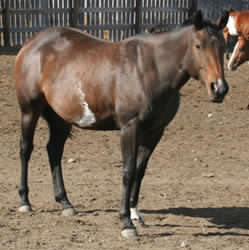 bay overo mare for sale grey