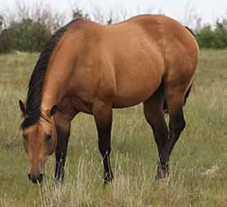 AQHA Stallion, Page Mr Star Bucks, reining prospects for sale