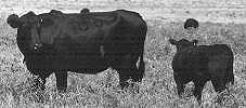 commercial angus cows