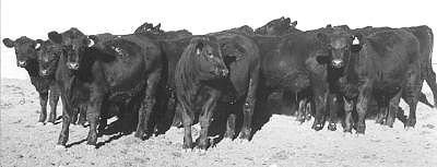 The  black angus feeder steer group offered for sale.