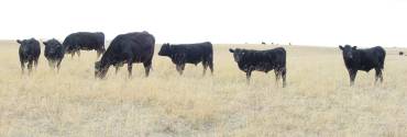 cow calf pairs on summer range