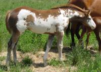 2004 sorrel overo filly for sale