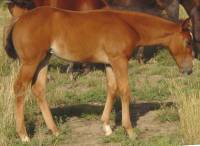 bay filly for sale