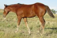2004 bay filly for sale