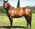 Famous Skip A Page Foundation AQHA Quarter Horse Stallion